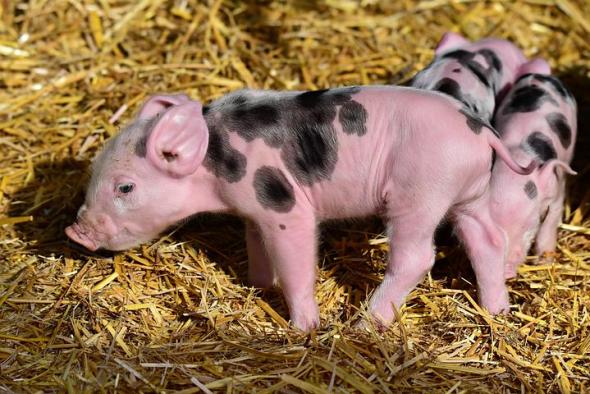 piglet-3741877__480.jpg piglet-3741877__480.jpg